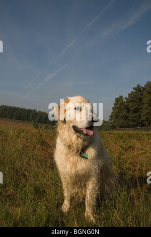 Golden Retriever-Porträt Stockfoto