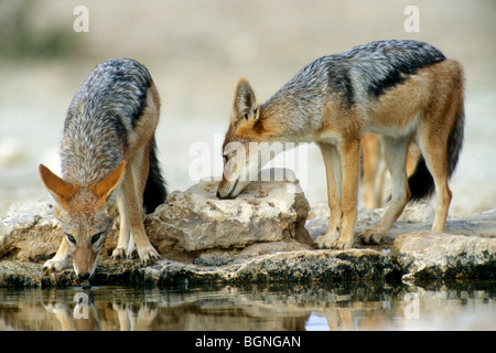 Zwei Black-backed Schakale (Canis Mesomelas) am Wasserloch in der Wüste Kalahari, Kgalagadi Transfrontier Park, Südafrika Stockfoto