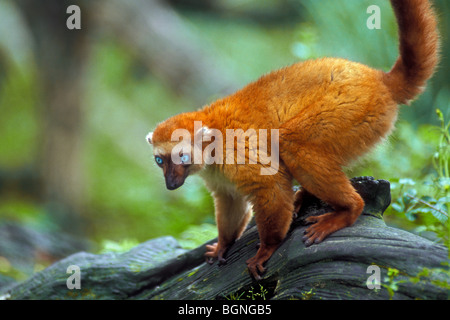 Blau-gemusterte schwarze Lemur / Sclater Lemur (Eulemur Flavifrons) weibliche stammt aus Madagaskar, Afrika Stockfoto