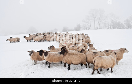Eine Herde von Schafen auf einem winterlichen walisischen Hügel im Schnee, während des harten Winters 2010 Stockfoto