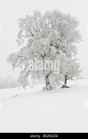 Winter auf Stonewall Hill, in der Nähe von Knighton, Powys, Wales, Großbritannien Stockfoto