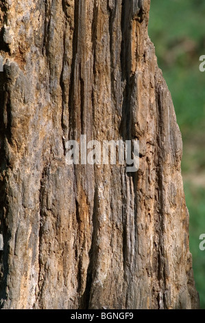 Kratzer aus schärfen Krallen auf Baumrinde aus europäischer Braunbär (Ursus Arctos), Europa Stockfoto