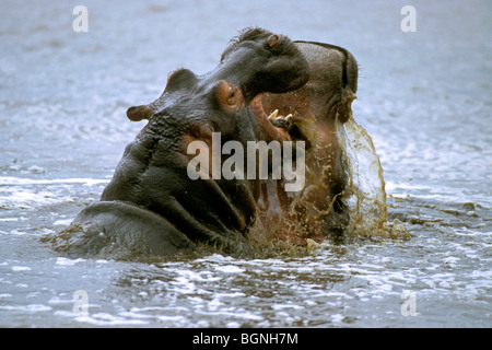 Zwei Nilpferd Bullen (Hippopotamus Amphibius) kämpfen im Wasser des Sees, Krüger Nationalpark, Südafrika Stockfoto