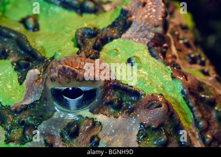 Argentinische gehörnten Frosch / argentinische Wide-mouthed Frog / Pacman Frog (Ceratophrys Ornata) großaufnahme, Südamerika Stockfoto