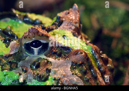 Argentinische gehörnten Frosch / argentinische Wide-mouthed Frog / Pacman Frog (Ceratophrys Ornata) großaufnahme, Südamerika Stockfoto
