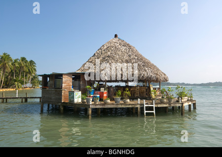 Bocas del Toro Bar Restaurant Panama gebeizt Papagei Isla Carenero Stockfoto