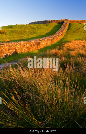 Ansicht der Hadrianswall eine antike römische bleiben aussehende West in der Nähe von Knag Burn in Richtung Housesteads Fort Northumberland England UK Stockfoto