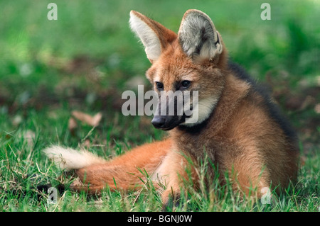 Mähnenwolf (Chrysocyon Brachyurus / Canis Brachyurus) ursprünglich aus Südamerika Stockfoto