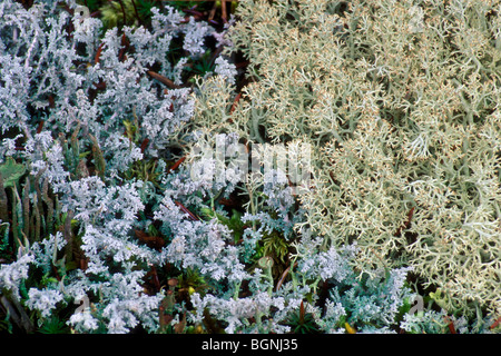 Filziger Schnee Flechten und Rentier Moos / Rentier Flechten auf die Taiga Wald Boden, Denali NP, Alaska Grau Stockfoto