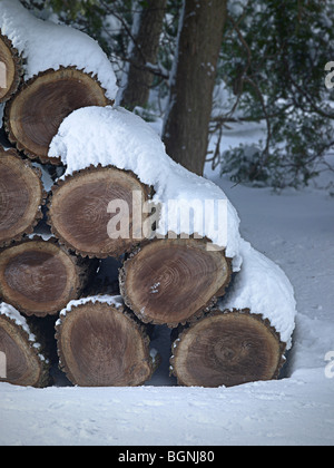 Schneiden von Brennholz Protokolle im Schnee, Pennsylvania, USA Stockfoto