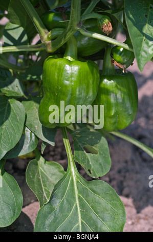 Grüne Paprika Pflanze / süße Paprika (Capsicum Annuum / Capsicum Abyssinicum) wächst im Feld, ursprünglich aus Mexiko Stockfoto