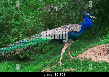 Männlichen indischen Pfauen / Pfau (Pavo Cristatus) Porträt Stockfoto