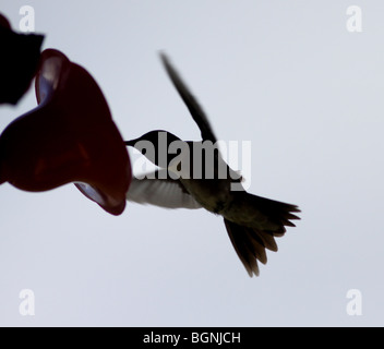 Rubin-throated Kolibri Silhouette feeder Stockfoto