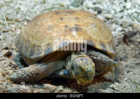 Russische Schildkröte / Horsfield Schildkröte / zentralen asiatischen Schildkröte (Agrionemys Horsfieldii / Testudo Horsfieldii) aus Asien Stockfoto