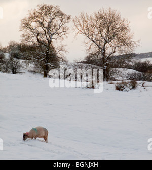 Schafbeweidung im Schnee bei Matlock Bath in Derbyshire UK während der harten winterlichen Bedingungen vom Januar 2010 Stockfoto