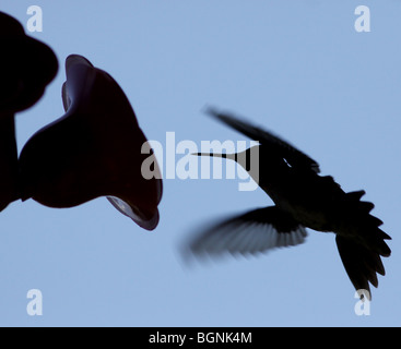 Rubin-throated Kolibri Silhouette feeder Stockfoto