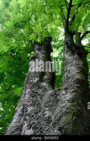 Rotes Pferd Kastanie (Aesculus Carnea), Europa Stockfoto