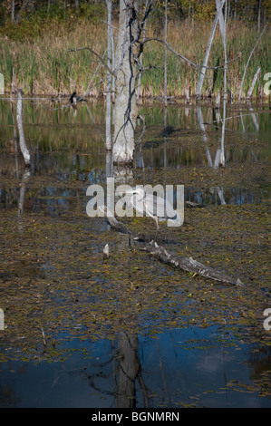 Ein Blick auf eine Great Blue Heron in einem Sumpf auf Ile Bizard Stockfoto