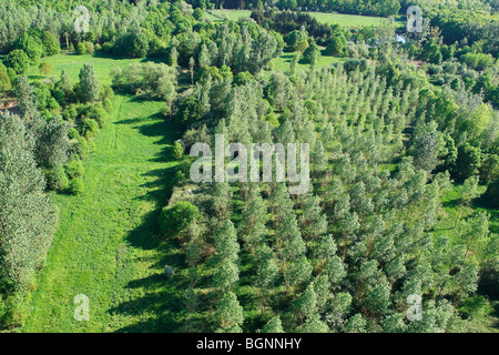Pappeln, Wälder und Wiesen aus der Luft, Belgien Stockfoto