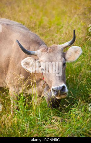 Schweizer Kuh auf einer Almwiese. Stockfoto