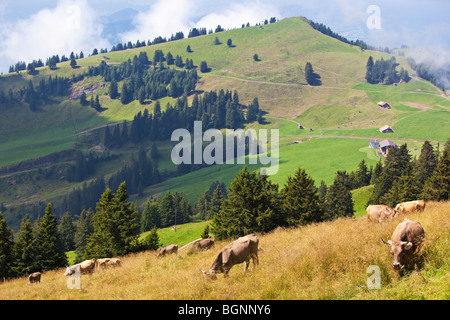 Alpen-Landschaft mit Kühen auf einem Feld. Stockfoto