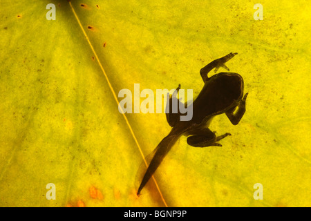 Entwicklung der Kaulquappen der Grasfrosch (Rana Temporaria), Belgien Stockfoto