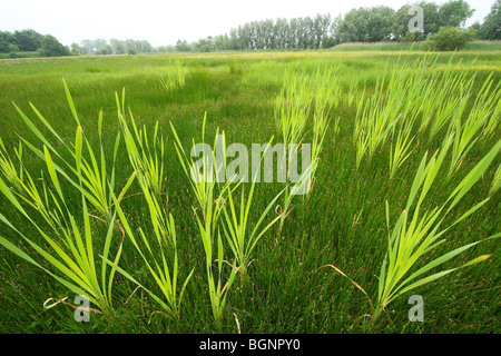 Rohrkolben / breitblättrigen Rohrkolben / mehr Binsen / große Reedmace (Typha Latifolia) Stockfoto