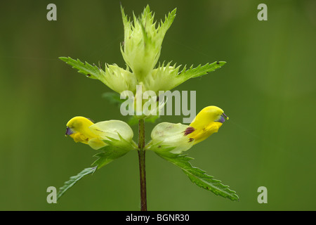 Blumen der größere gelb-Rassel (Rhinanthus Angustifolius), Naturschutzgebiet, Tal Zuidleie, Belgien Stockfoto