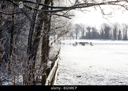 Pferde grasen auf den Schnee, Kentford, in der Nähe von Newmarket, Suffolk, UK Stockfoto