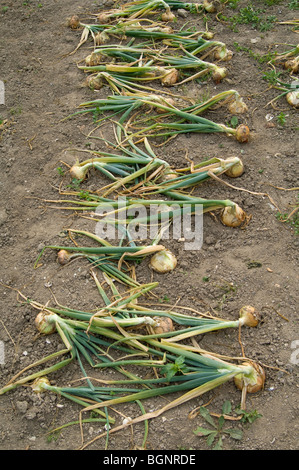 Reihe von Zwiebeln (Allium Cepa) auf eine Zuteilung Plot dazu übergegangen und sofort aufgehoben und getrocknet werden Stockfoto