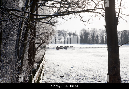 Pferde grasen auf den Schnee, Kentford, in der Nähe von Newmarket, Suffolk, UK Stockfoto