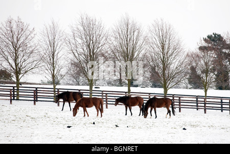 Pferde grasen im Schnee in einem Feld im Winter, Newmarket Suffolk UK Stockfoto