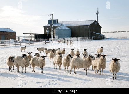 Herde von Schafen, die im Winter auf einem Feld im Schnee auf einem Bauernhof in Molton Village in der Nähe von Newmarket, Suffolk, Großbritannien, grasen Stockfoto