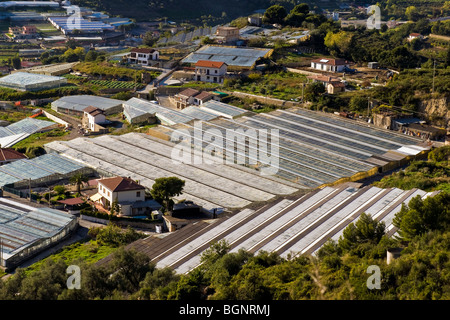 Blumen-Fabrik, San Remo, Imperia Provinz, Italien Stockfoto