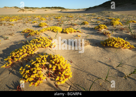 Beißen Fetthenne, Goldmoss Mauerpfeffer (Sedum Acre) in ter Yde Naturschutzgebiet, Nieuwpoort, Belgien Stockfoto