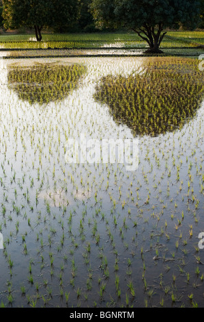 Frisch gepflanzt Reisfelder in Indien Stockfoto