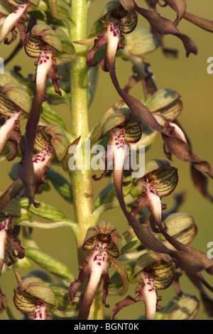 Detail der Lizard Orchid (Himantoglossum Hircinum) Stockfoto