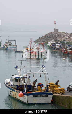 Fischer Taschen mit Jakobsmuschel (Pecten Jacobeus) im Hafen von Erquy entladen Côtes-d ' Armor, Bretagne, Frankreich Stockfoto