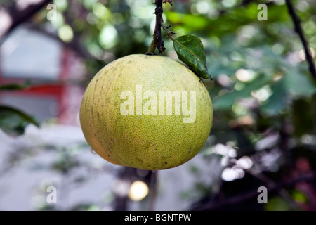 Grapefruit, hängend von einem alten Grapefruit-Baum in einem schattigen Oaxaca-Stadt Hof Garten Mexiko Stockfoto