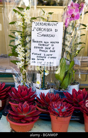 Blumen Markt, San Remo, Imperia Provinz, Italien Stockfoto