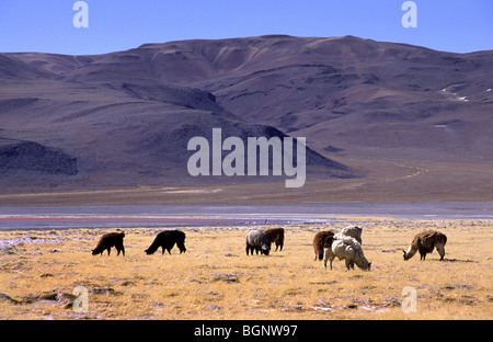Lama am Laguna Colorada, Reserva Nacional Eduardo Avaroa, Bolivien Stockfoto