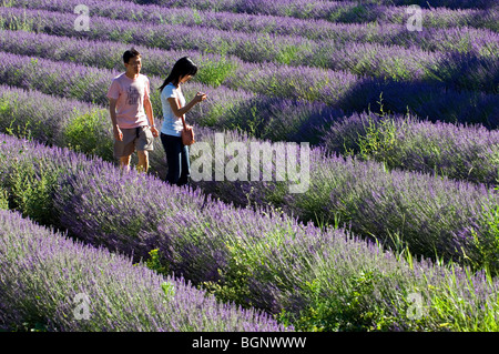 Touristen in Lavendel (Lavandula Angustifolia) Feld Blüte in Reihen im Sommer in der Provence, Frankreich Stockfoto
