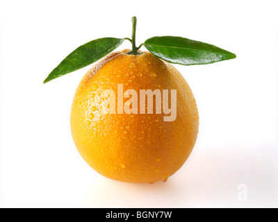 Ganze frische Orangen mit Blättern auf einem weißen Hintergrund als einen Ausschnitt Stockfoto