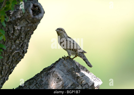 Eurasische Wendehals (Jynx Torquilla) hocken Stockfoto