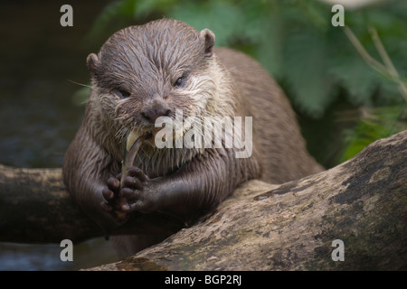 Orientalische kleine krallenbewehrten Otter Fütterung im Zoo von Edinburgh Schottland