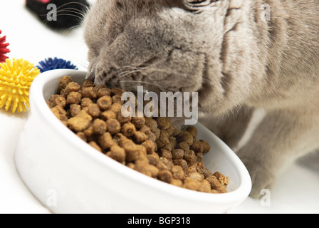 britische Katze frisst aus Essen-cup Stockfoto