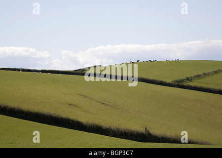 Grüne Flickenteppich Felder in der kornischen Landschaft England Stockfoto