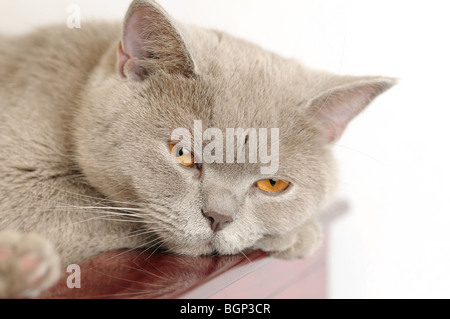 Müde britische Katze auf weißem Hintergrund Stockfoto