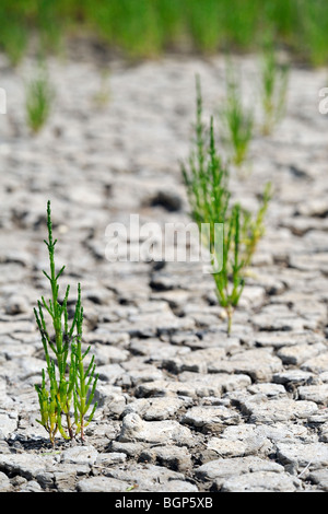 Marsh Queller (Salicornia Europaea) wächst in rissigen ausgetrocknet Schlamm im Wattenmeer nach längerer Trockenheit im Sommer auf Salzwiesen Stockfoto