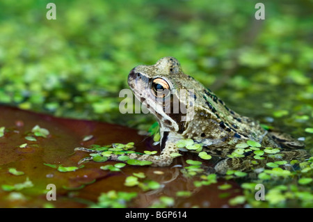 Europäische braune Grasfrosch (Rana Temporaria) sitzen auf Wasser Seerosenblatt unter Wasserlinsen im Teich Stockfoto